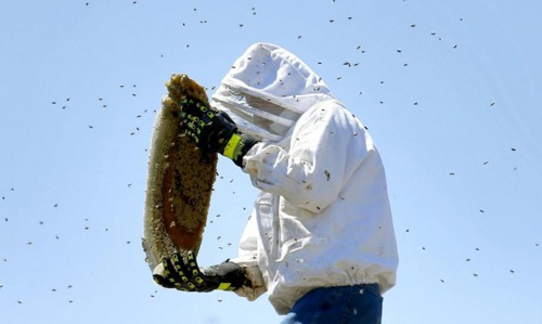Mặc quần áo kín, đeo găng, đội mũ bảo hộ khi tiếp xúc nhiều ong