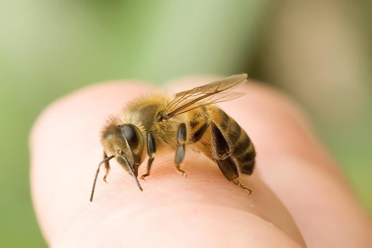 Xử trí khi bị ong đốt như thế nào?