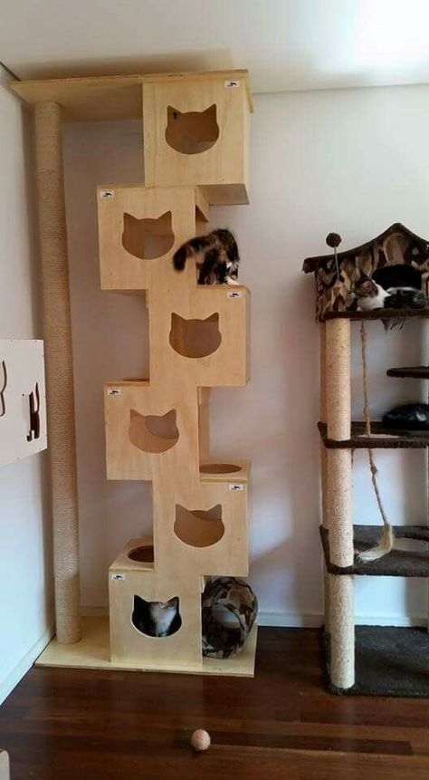 Thiết kế phòng ngủ đẳng cấp cho Mèo