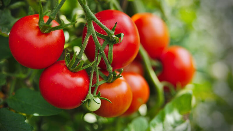 Viêm nang lông nên ăn cà chua